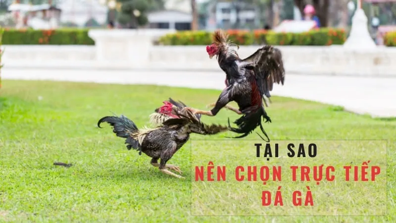 Lịch sử và sự phát triển của đá gà Thomo