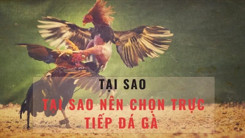 Ưu điểm của việc xem đá gà trực tiếp thomo c3