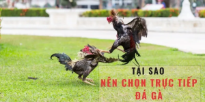 Đá Gà Thomo C3: Xem Trực Tiếp Các Trận Đấu Đỉnh Cao