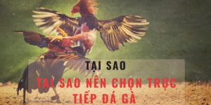 Kết Quả Đá Gà Thomo C3 - Xem Trực Tuyến và Cập Nhật Mới Nhất